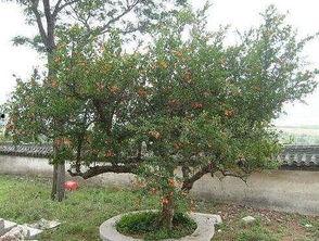 石榴树剪枝视频,视频教程助您轻松掌握