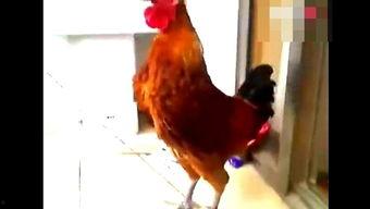 鸡唱歌视频