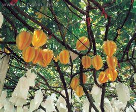 杨桃嫁接视频,杨桃嫁接技术实操视频解析