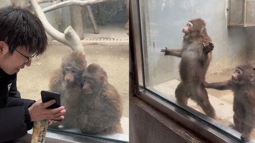 猴子上单视频,趣味横生的电竞奇遇记